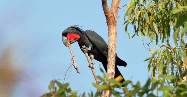 15 Incredible Birds That Hunt Using Tools