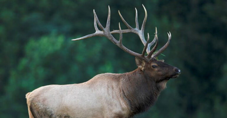 15 Incredible Facts About The Perfectly Preserved Elk Found In Siberian Ice