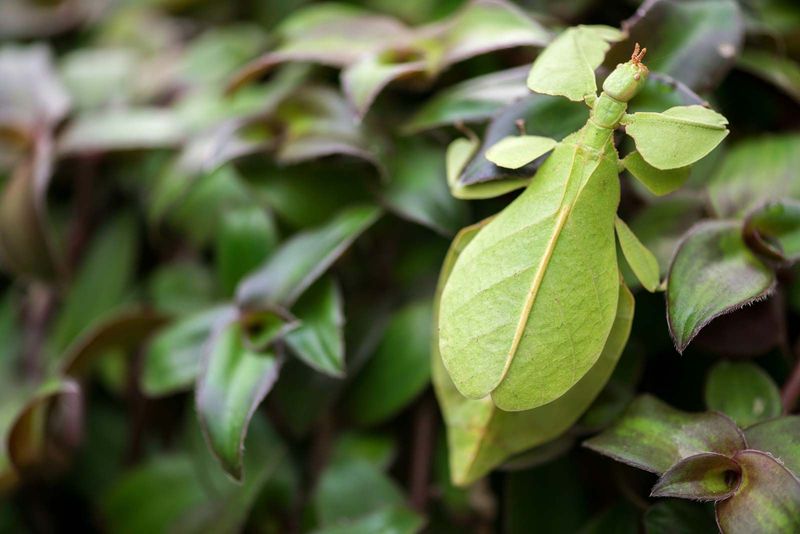 Leaf Insects