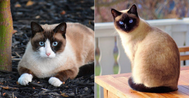 15 Key Differences Between Siamese And Snowshoe Cats
