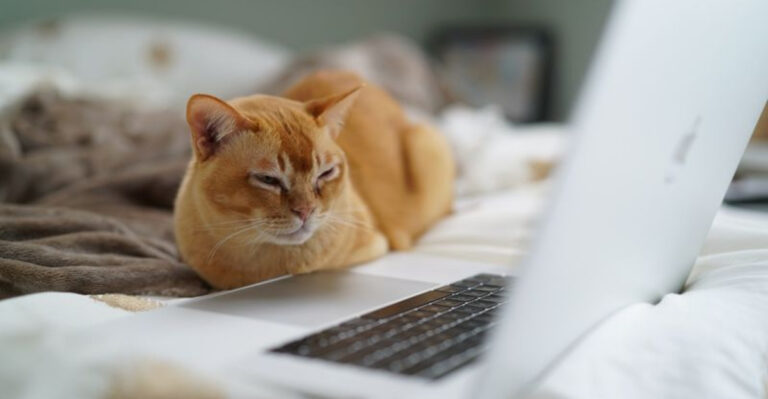15 Key Steps To Booking Your Virtual Vet Visit And What To Expect