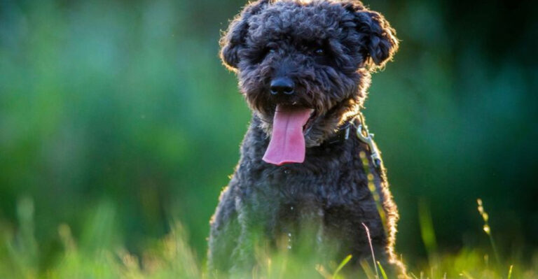 15 Key Traits Of The Pumi Dog Breed