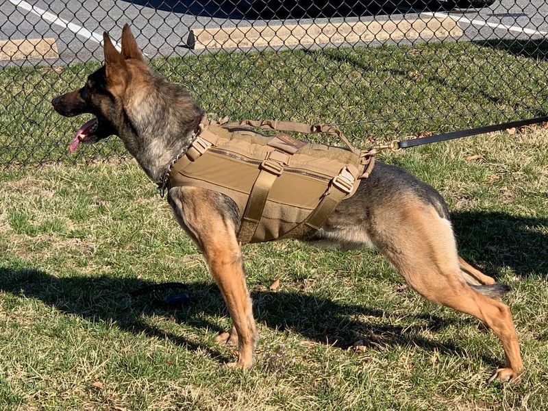 German Shepherds: The Gold Standard