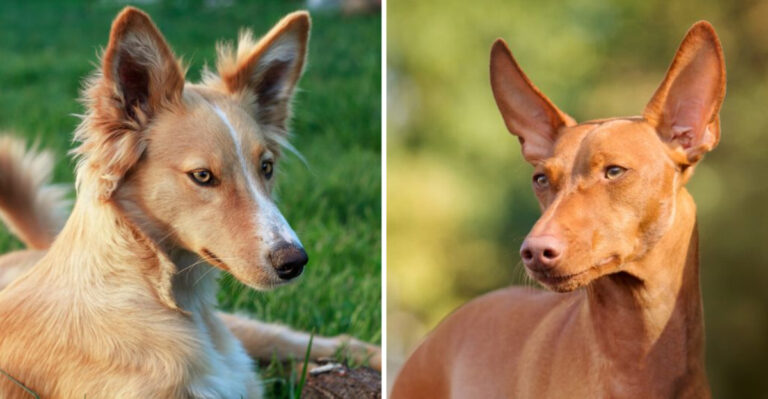 15 Lesser-Known Dog Breeds That Are Surprisingly Healthy With Few Health Concerns