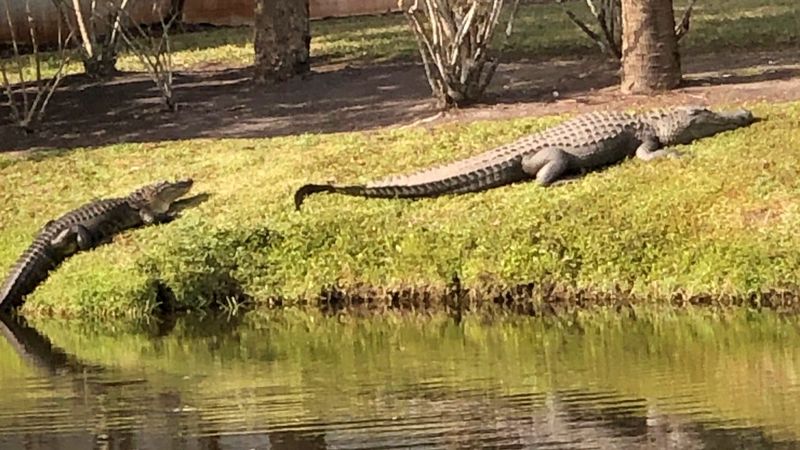 Alligator Ambush In Florida Backyard