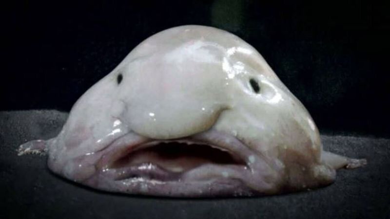 Blobfish: The Melting Face Of The Deep