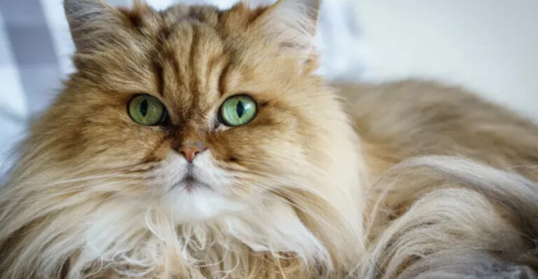 15 Maine Coon Hybrids Better Than The Original