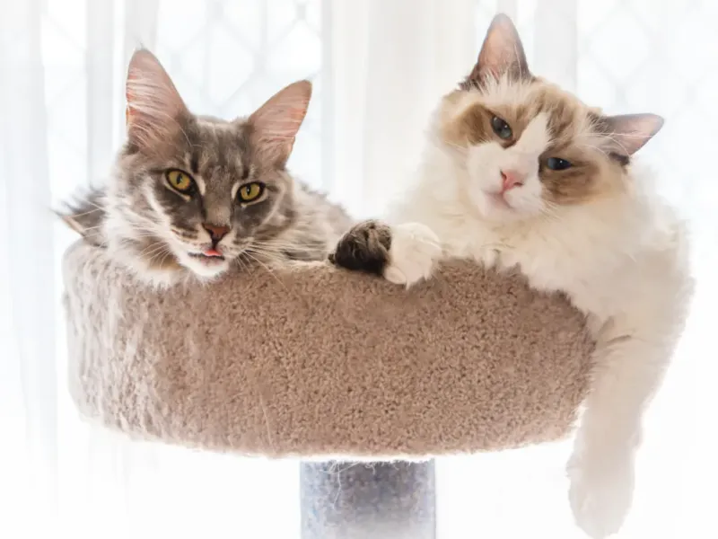 Ragdoll Maine Coon Mix