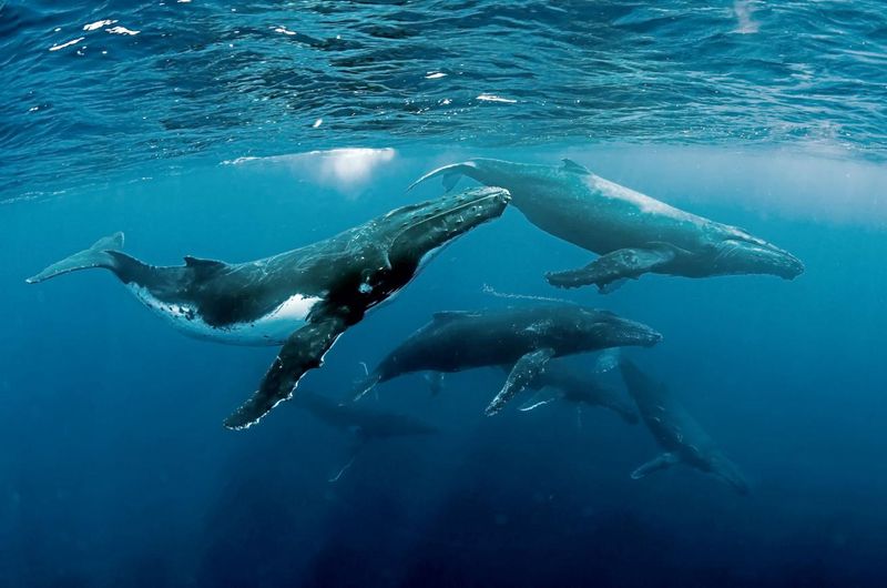 Humpback Whales' Oceanic Symphony