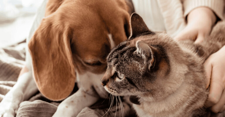 15 Mistakes To Avoid When Introducing Your Dog To A New Pet