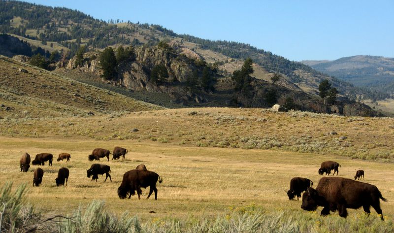 Yellowstone's Triumphant Return