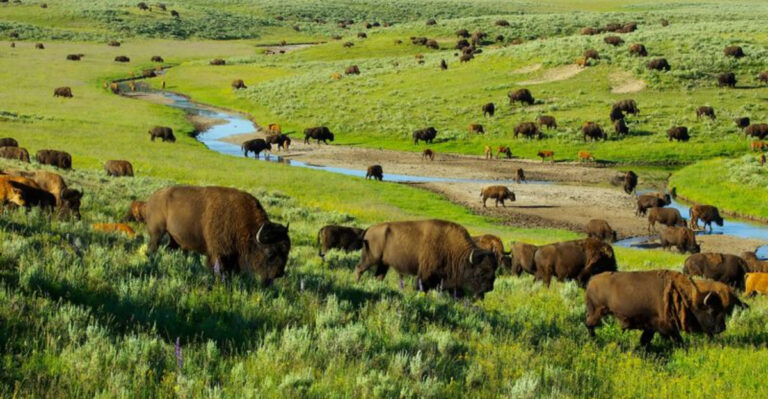 15 Moments Bison Took Back Their Wild Habitat