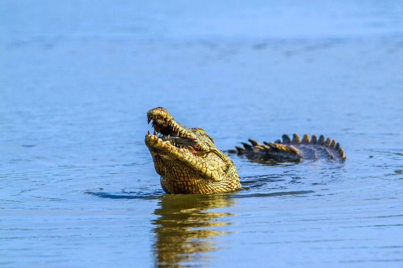 Nile River's Ancient Hunters