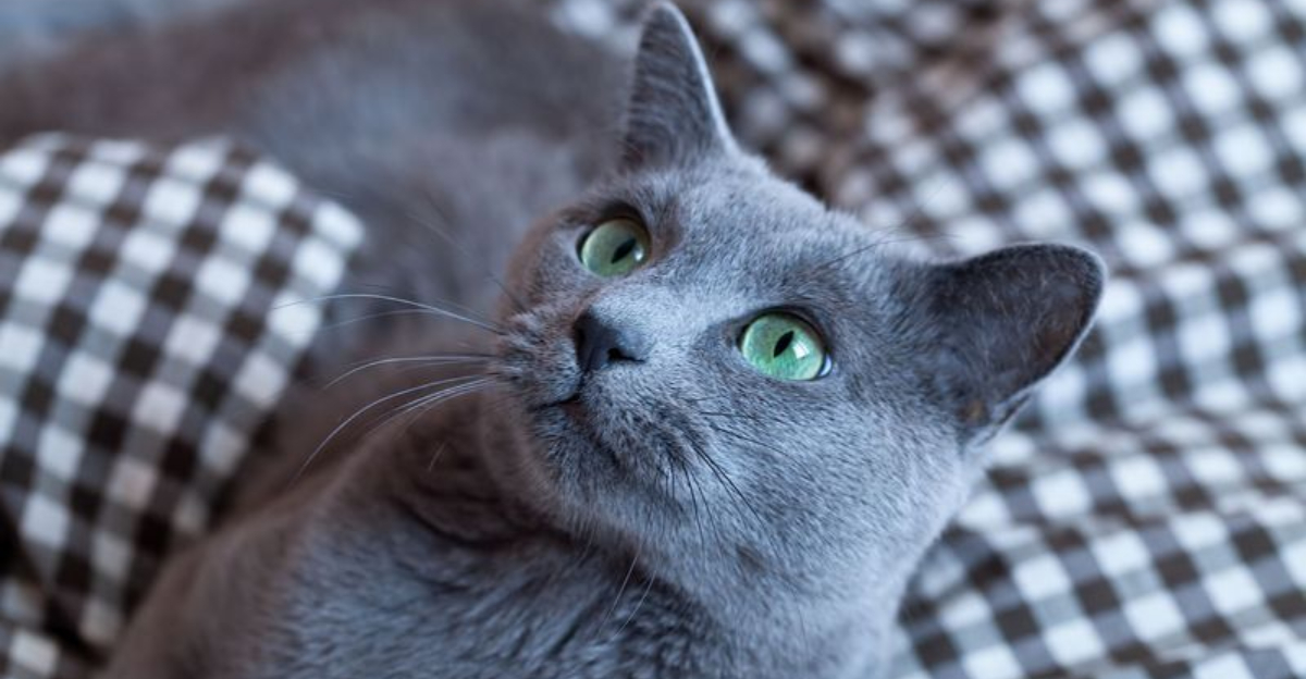 15 Most Intelligent Cat Breeds Ranked