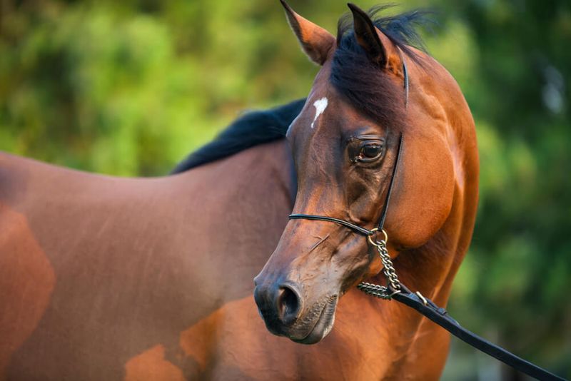 Arabian Horse