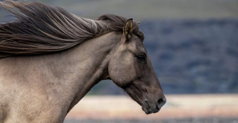 15 Most Intelligent Horses That Are The Easiest To Train