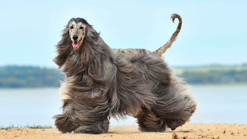 Afghan Hound