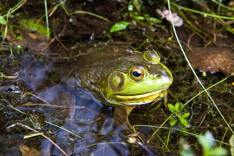 American Bullfrog