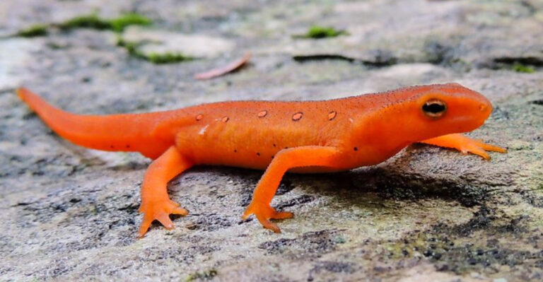15 Must-Have Amphibians For Outdoor Ponds