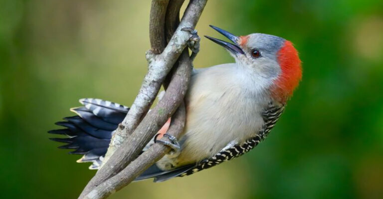 15 Natural Ways To Stop Woodpeckers From Damaging Your Home