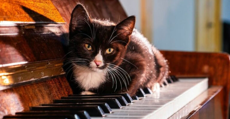 15 Noises That May Set Off Aggression In Cats