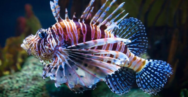 15 Ocean Creatures That Seem Harmless (But Are Really Dangerous)