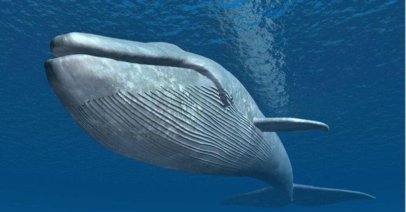 Blue Whale: The Undisputed Ocean King