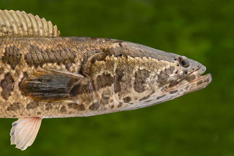 Northern Snakehead