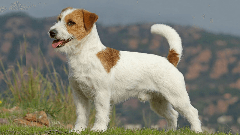 Jack Russell Terrier: The Energetic Pocket Rocket