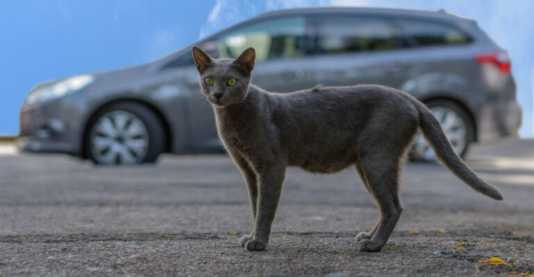 15 Outdoor Places Felines Instinctively Avoid