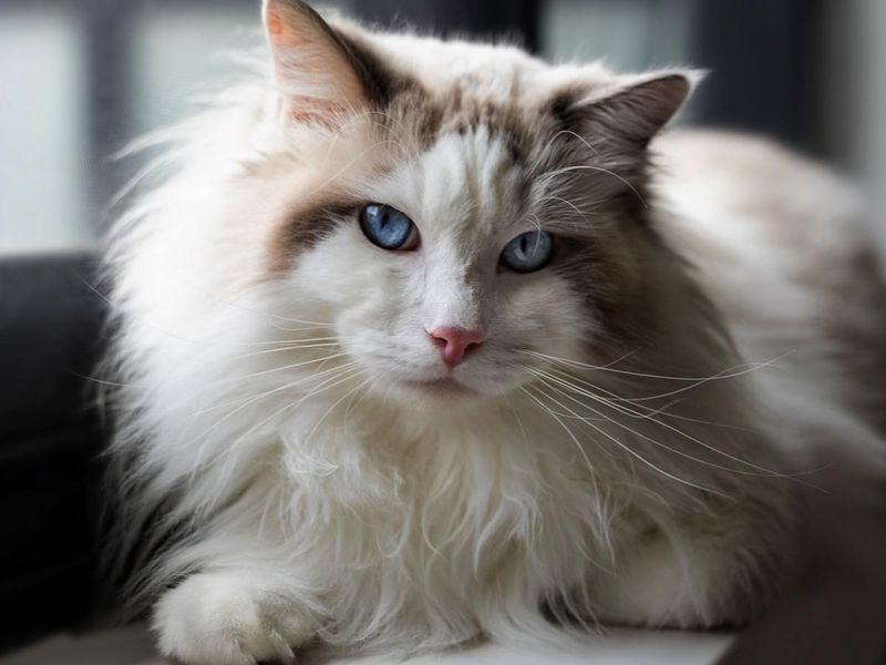 Ragdoll: The Gentle Giants