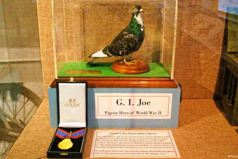 The Pigeons That Saved Lives During World War II