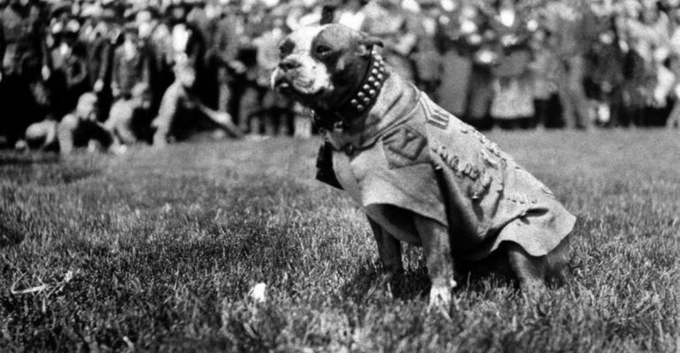 15 Powerful Animal Moments In U.S. Military History