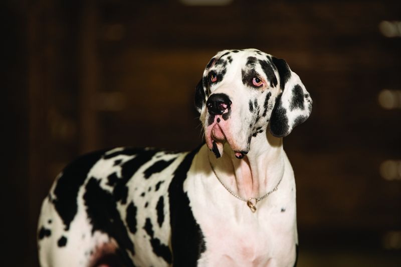 Great Dane