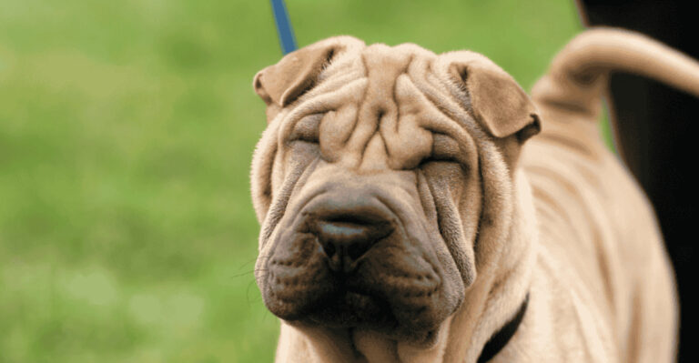 15 Quiet Dog Breeds That Make The Softest Companions