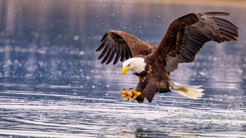 Bald Eagle: America's Majestic Symbol
