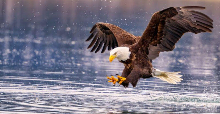 15 Raptor Species That Rule North American Skies