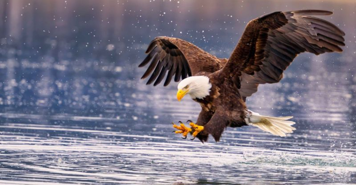 15 Raptor Species That Rule North American Skies