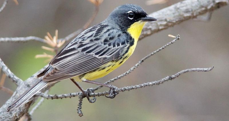 Kirtland's Warbler