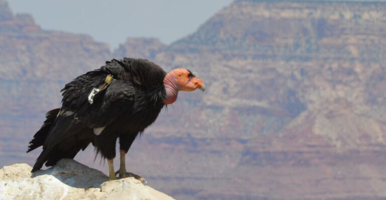 15 Rare Birds You’ll Only Find In North America (And Why Birdwatchers Are Obsessed)