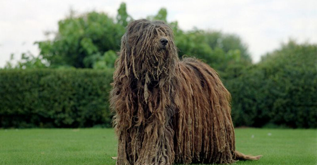 15 Rare Dog Breeds That Are Nearly Impossible To Find In The U.S.