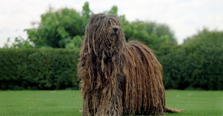 15 Rare Dog Breeds That Are Nearly Impossible To Find In The U.S.