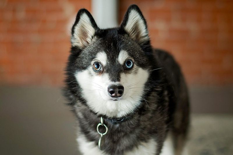 Alaskan Klee Kai