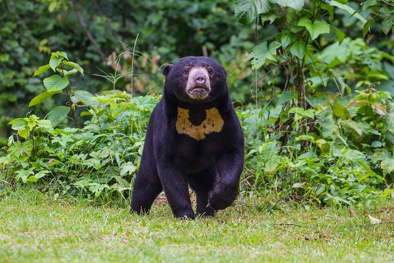 Sun Bear