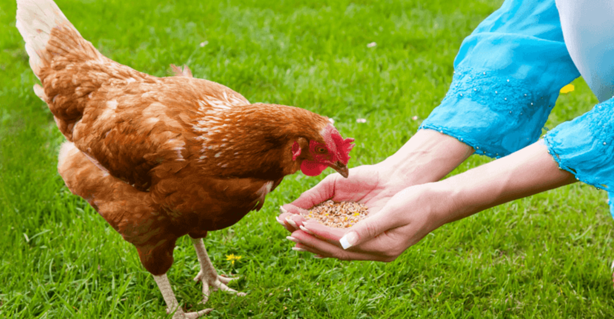 15 Reasons Chickens Might Not Be The Ideal Pet For Everyone