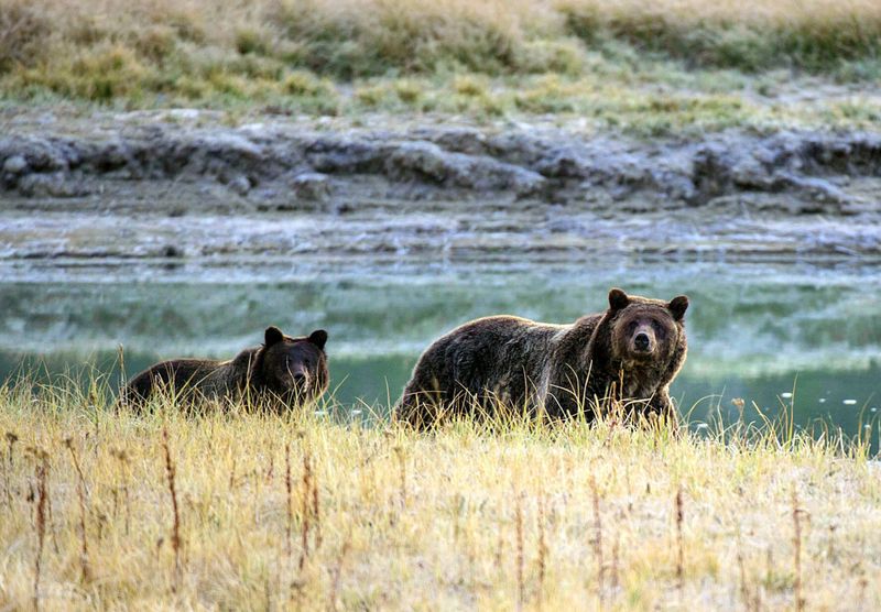 Rewilding Initiatives