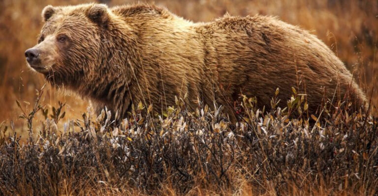 15 Reasons Grizzly Bears Might Return To California After 100 Years