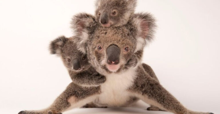 15 Reasons National Wild Koala Day Should Be A Global Celebration