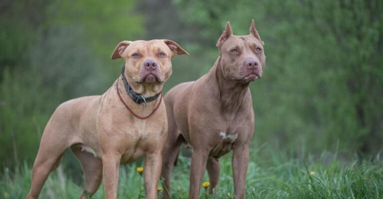 15 Reasons Pit Bulls Are One Of The Most Misunderstood Dog Breeds