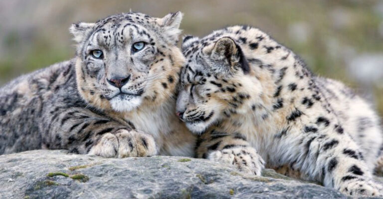 15 Reasons Snow Leopards Are Finally Making A Comeback